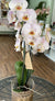 Orchidea - grande - rosa