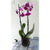 Orchidea  - fucsia
