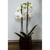 Orchidea - grande - bianca