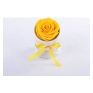 Gift roses | cilindro bianco in velluto | 1 rosa stabilizzata gialla